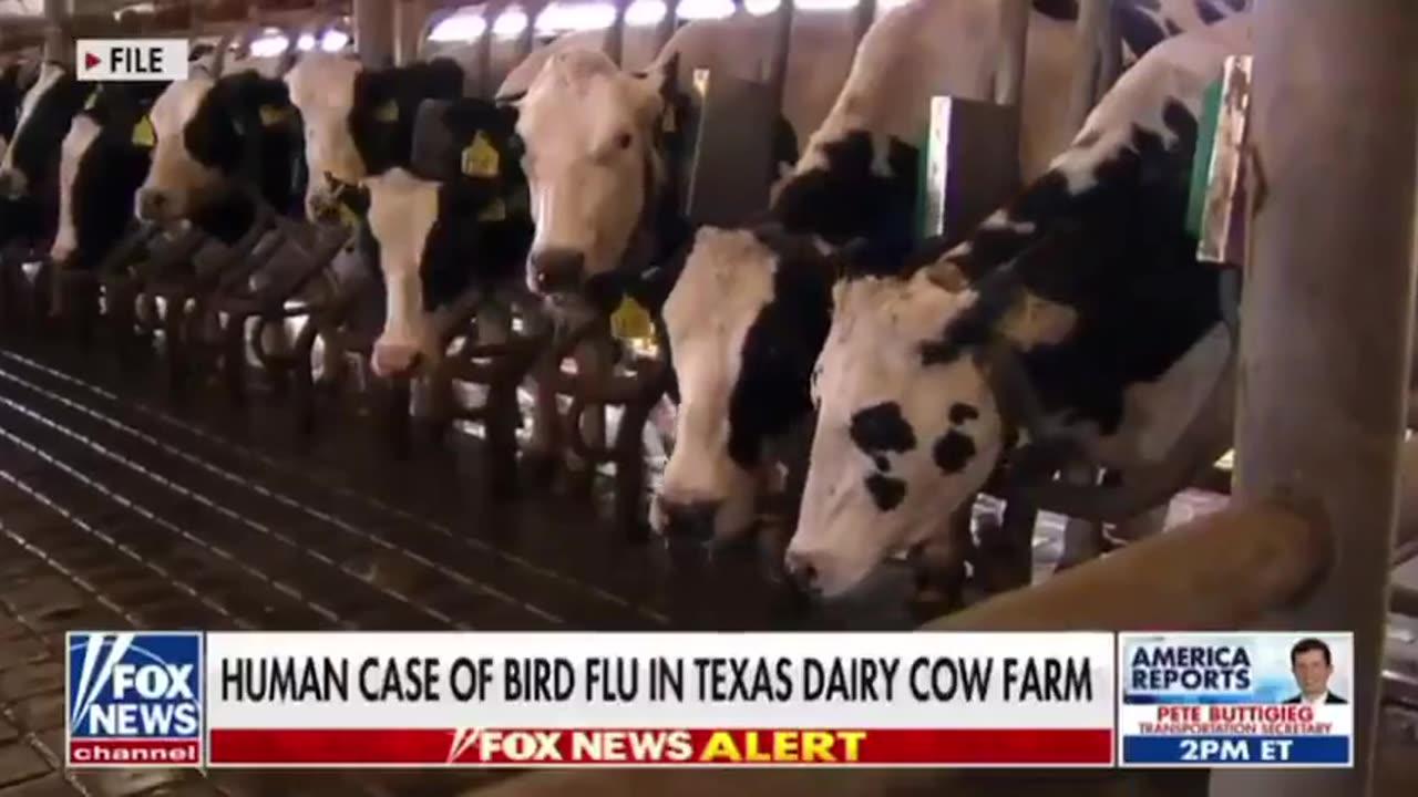 Bird Flu Infects Human Through A Cow In Alarming Event