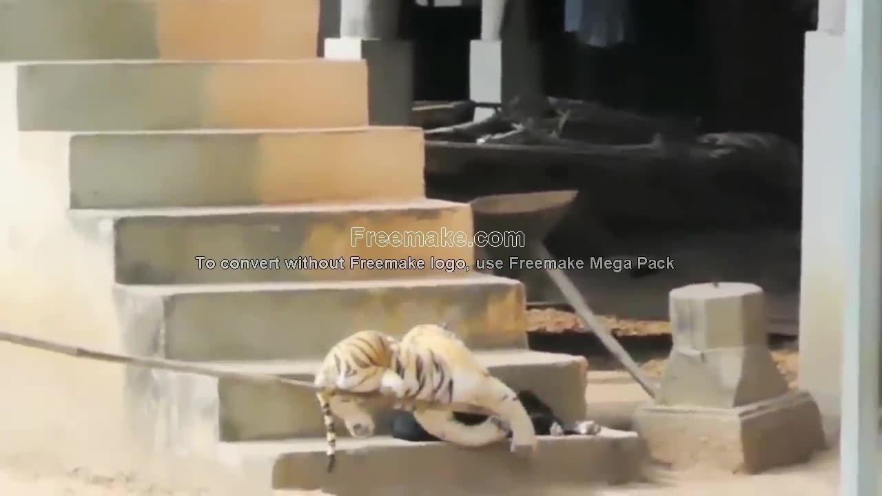 Troll Prank Dog Funny & fake Lion and Fake Tiger Prank To dog & Huge Box Prank to do