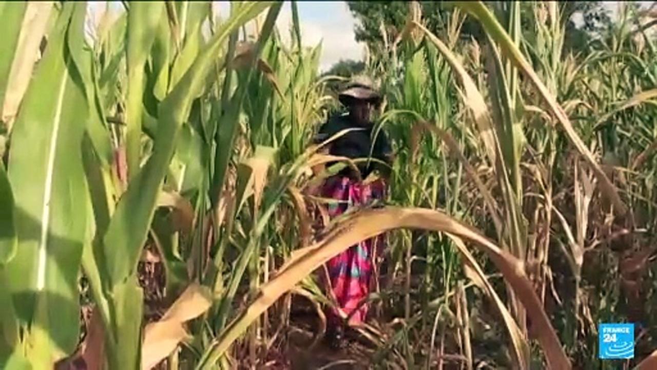 Zimbabwe declares El Nino drought a national disaster