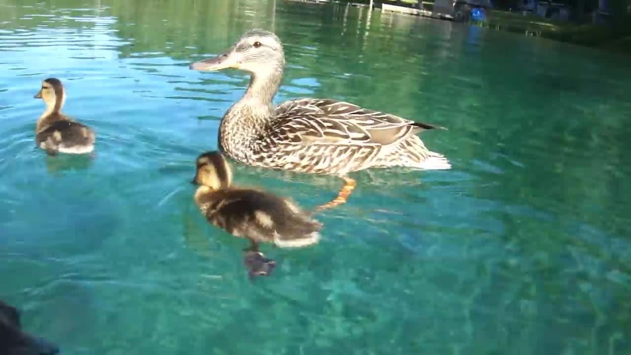 Ducks swimming underwater - crystal clear water - close up feet