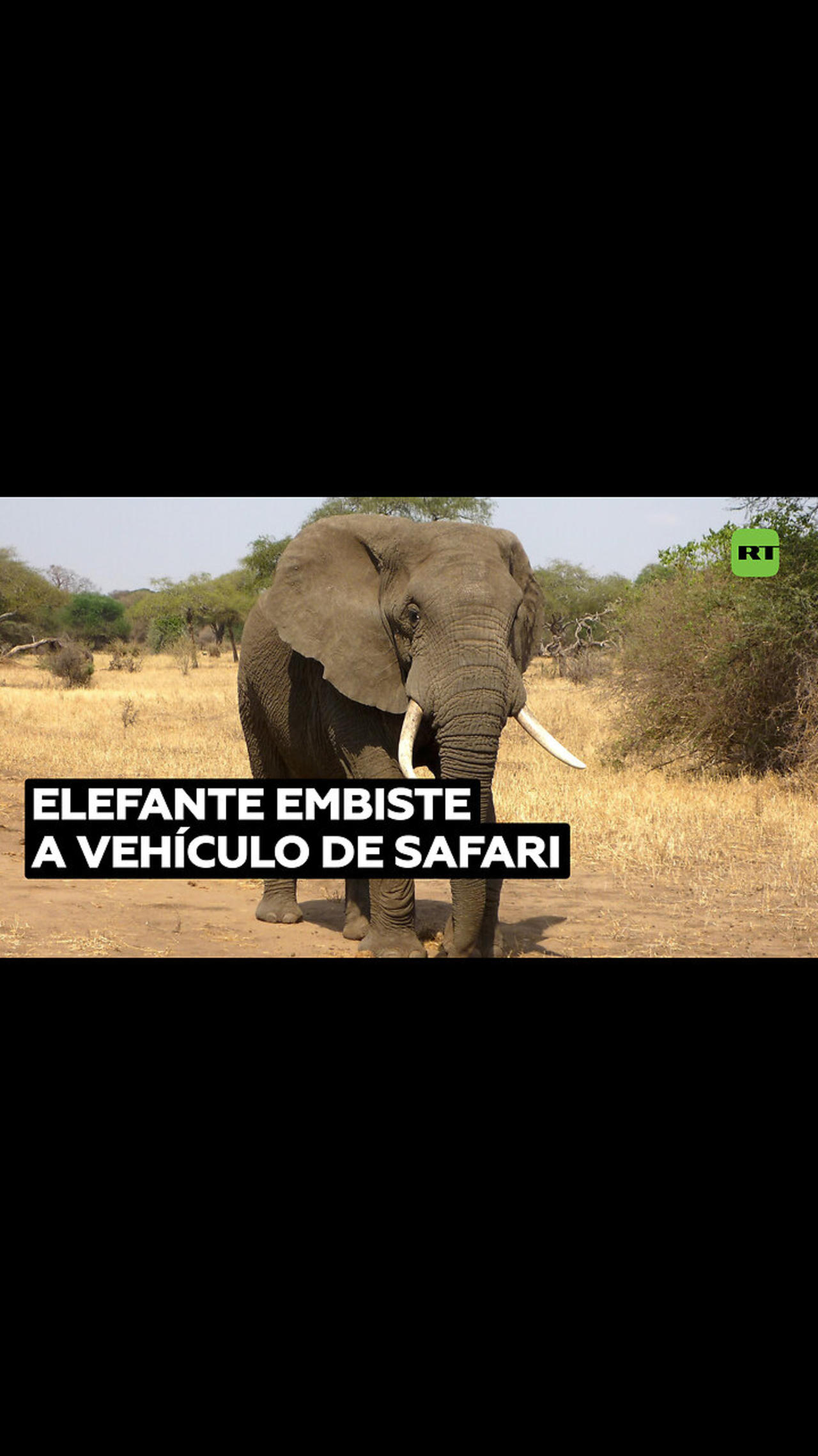 Un elefante atacó a un grupo de turistas provocando la muerte de una anciana