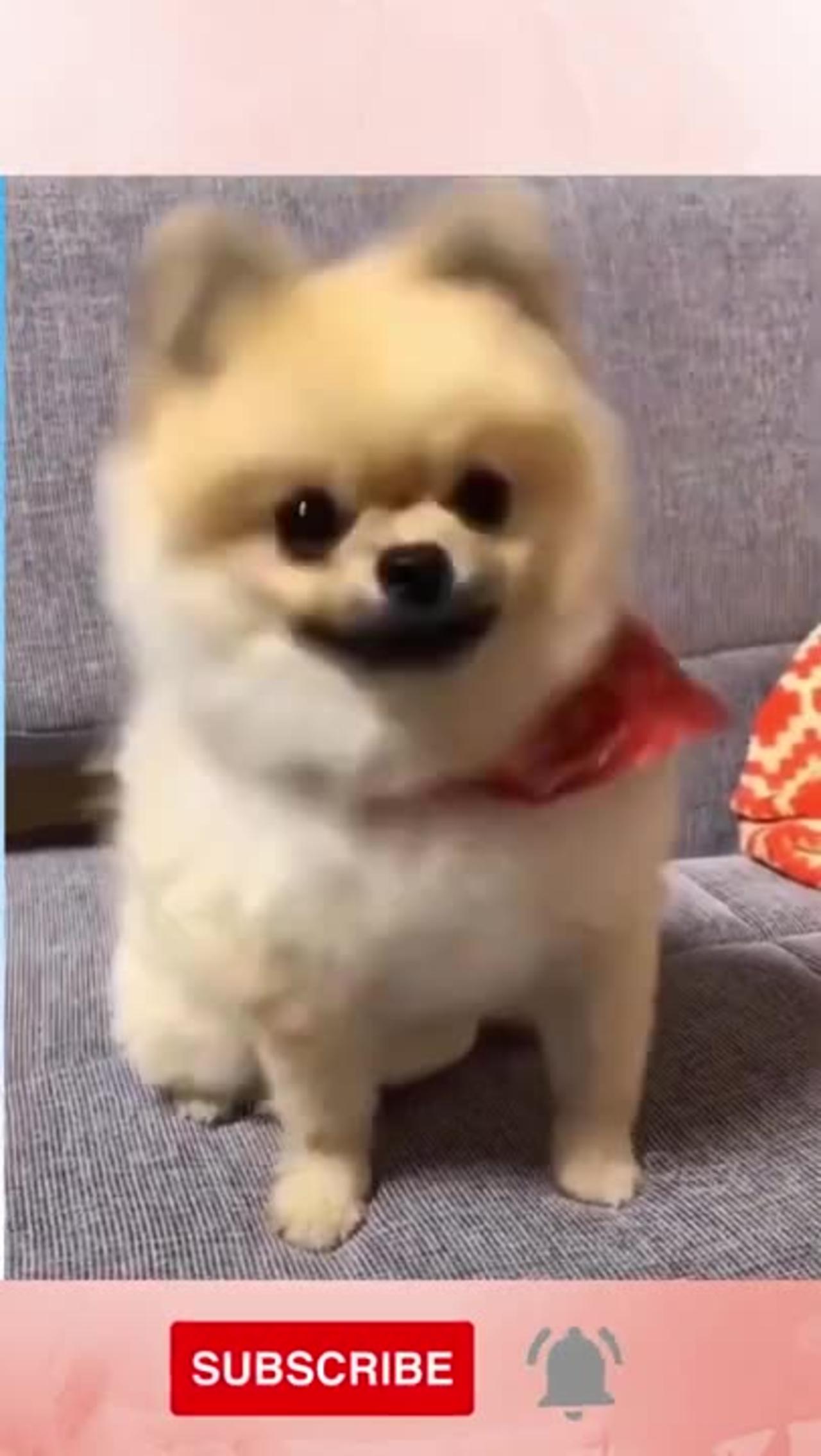 Cute dog with funny reaction