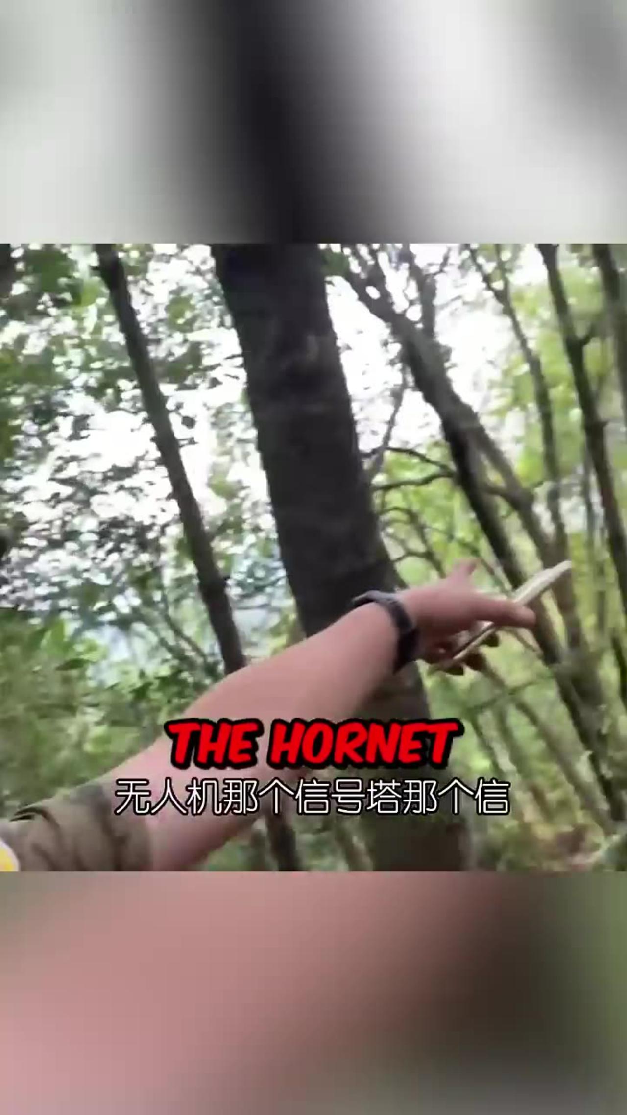 Check this, how they hunt hornets.