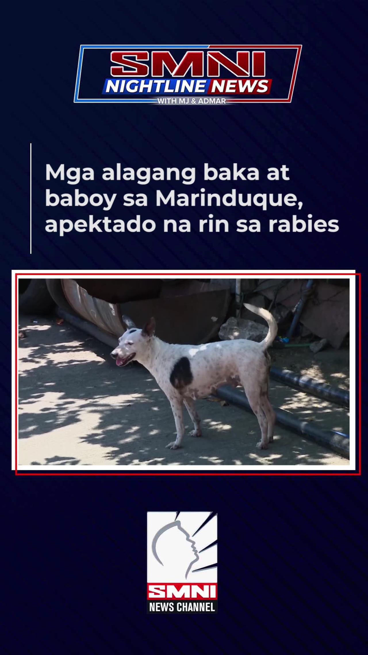 Mga alagang baka at baboy sa Marinduque, apektado na rin sa rabies