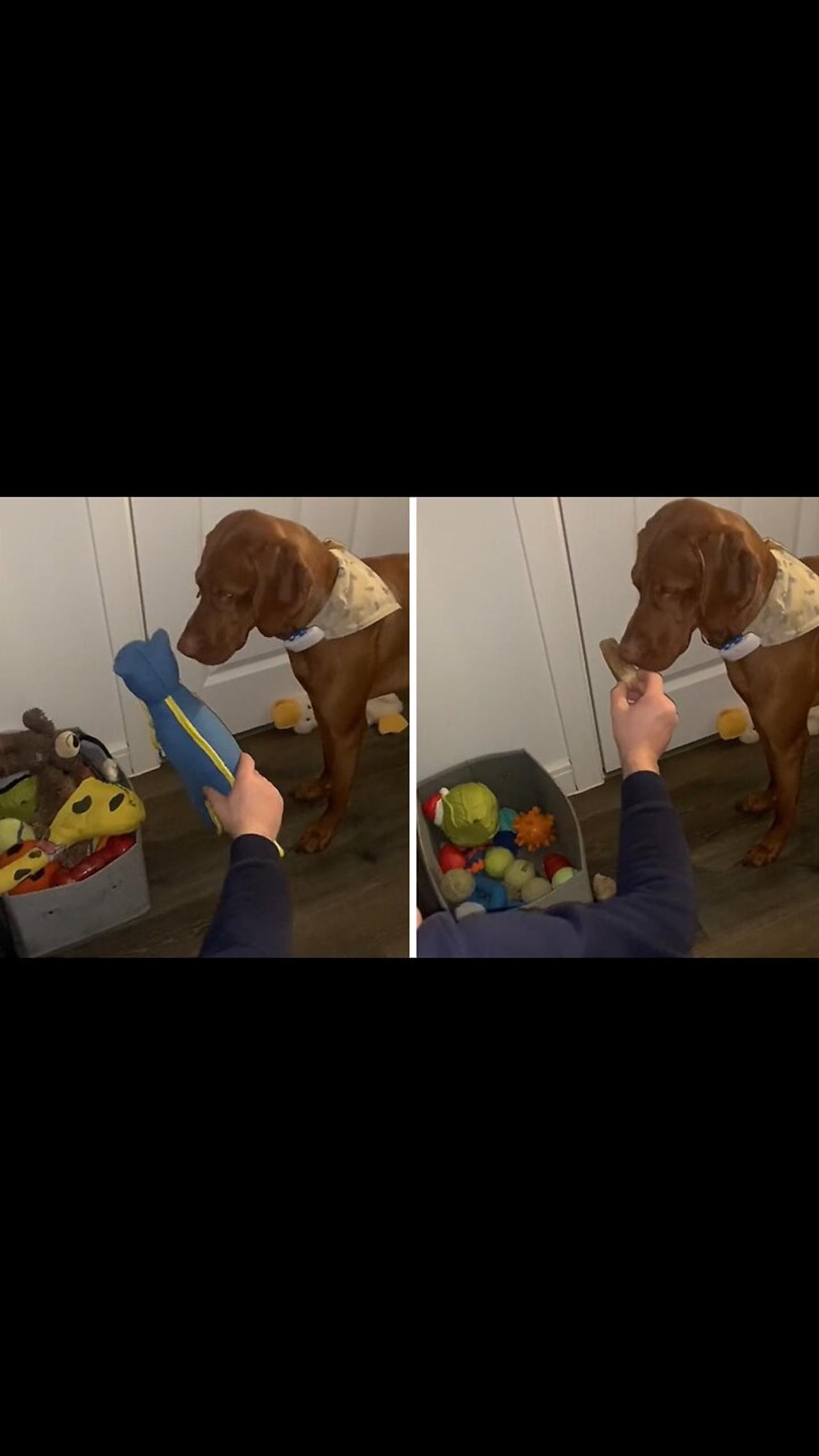 Smart dog knows which toys to choose and which to ignore