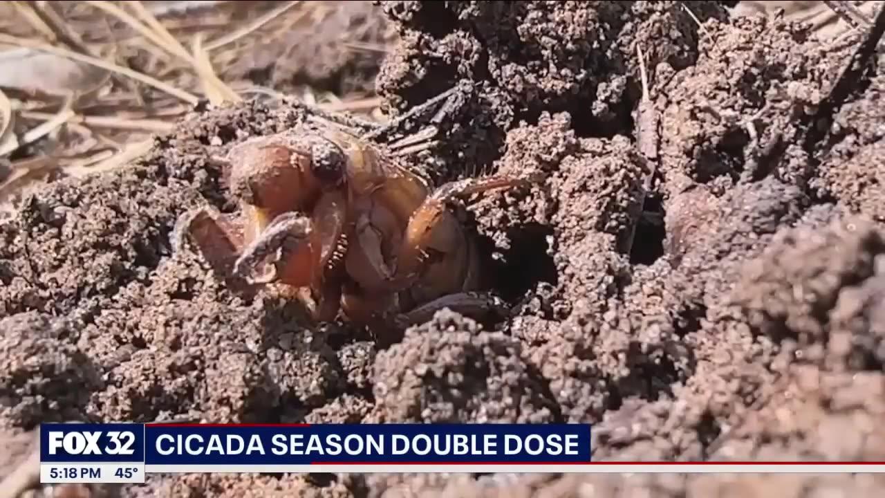 U.S. to face extremely rare “cicada-geddon”