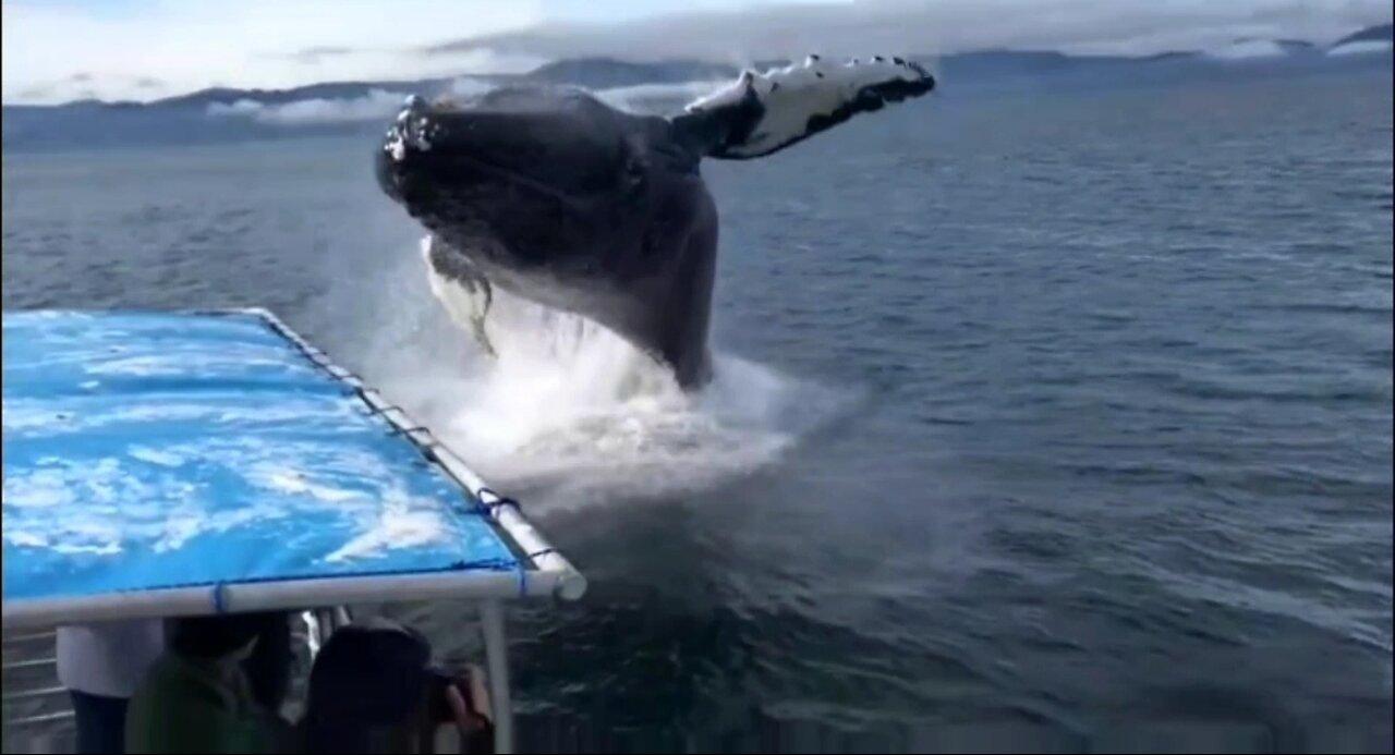 Humpback Whale Breaches Next to Boat