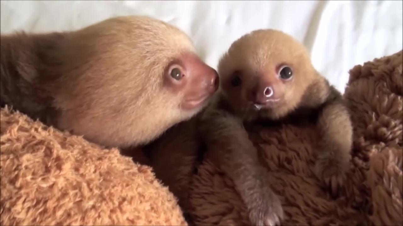 Baby sloths being cute
