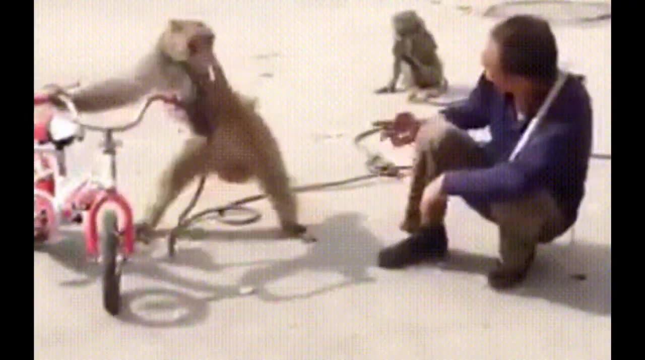 cute and funny monkey videos