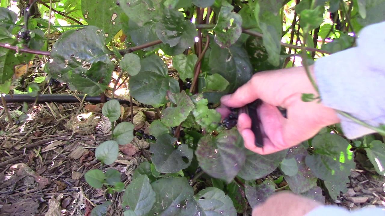 Harvesting Malabar Spinach Berries to Save Seeds From