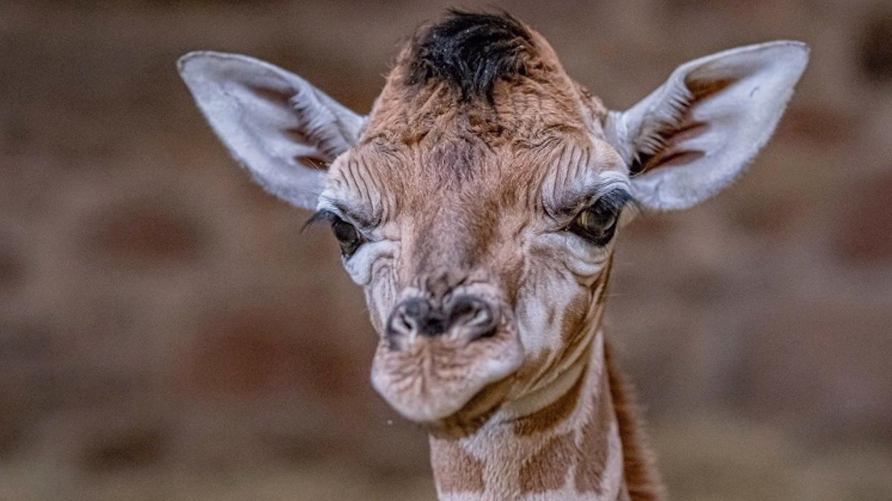 This Endangered Baby Giraffe Finds Her ‘Long Legs’ and Gives Hope for Species Future