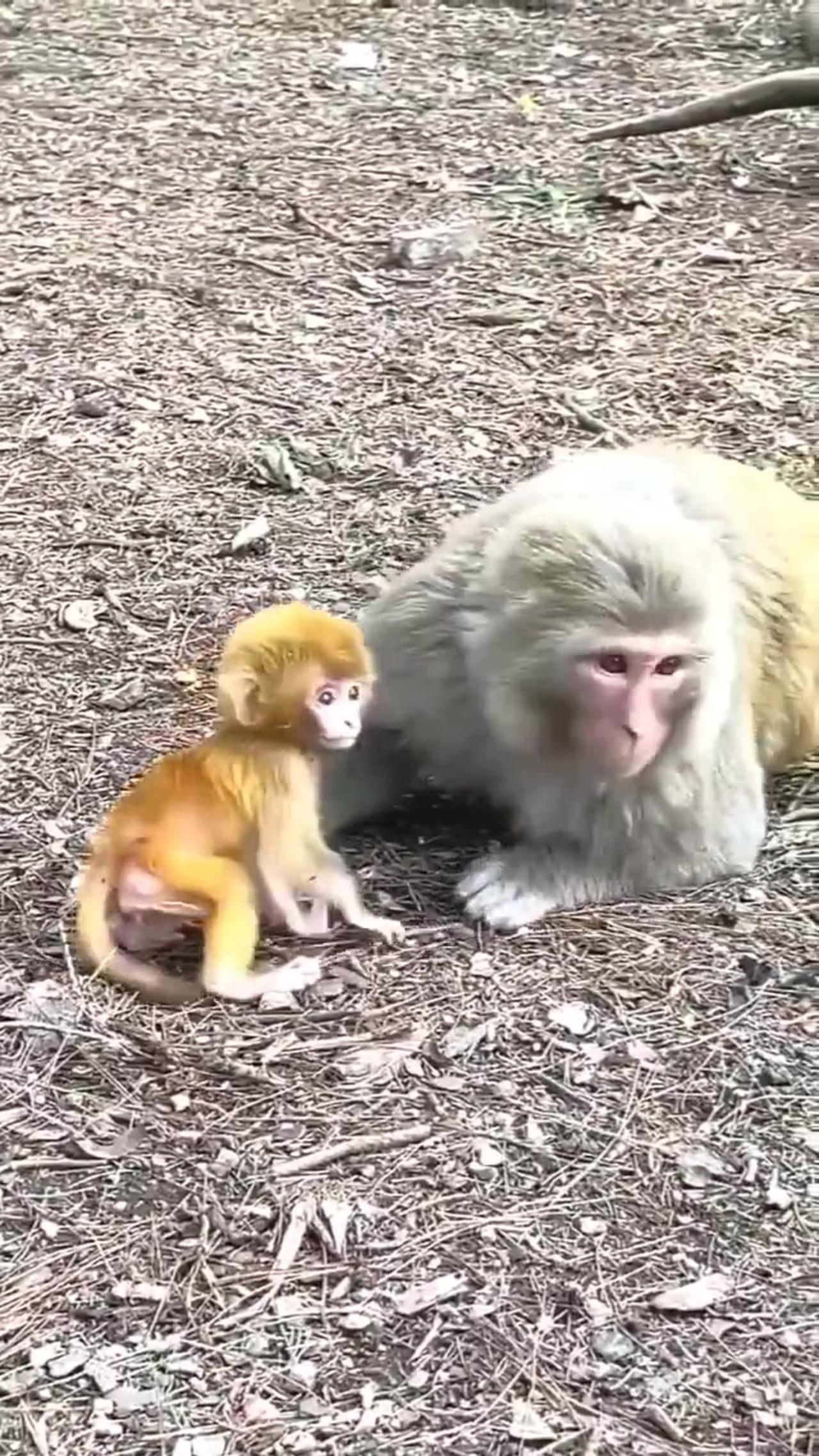 Watch how this mama monkey teaches her baby to walk with love