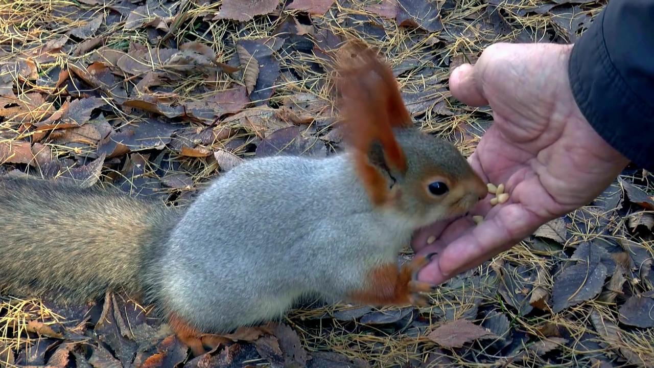 Graceful Squirrel Feasts: A Delightful Display of Nature's Dining Artistry!"