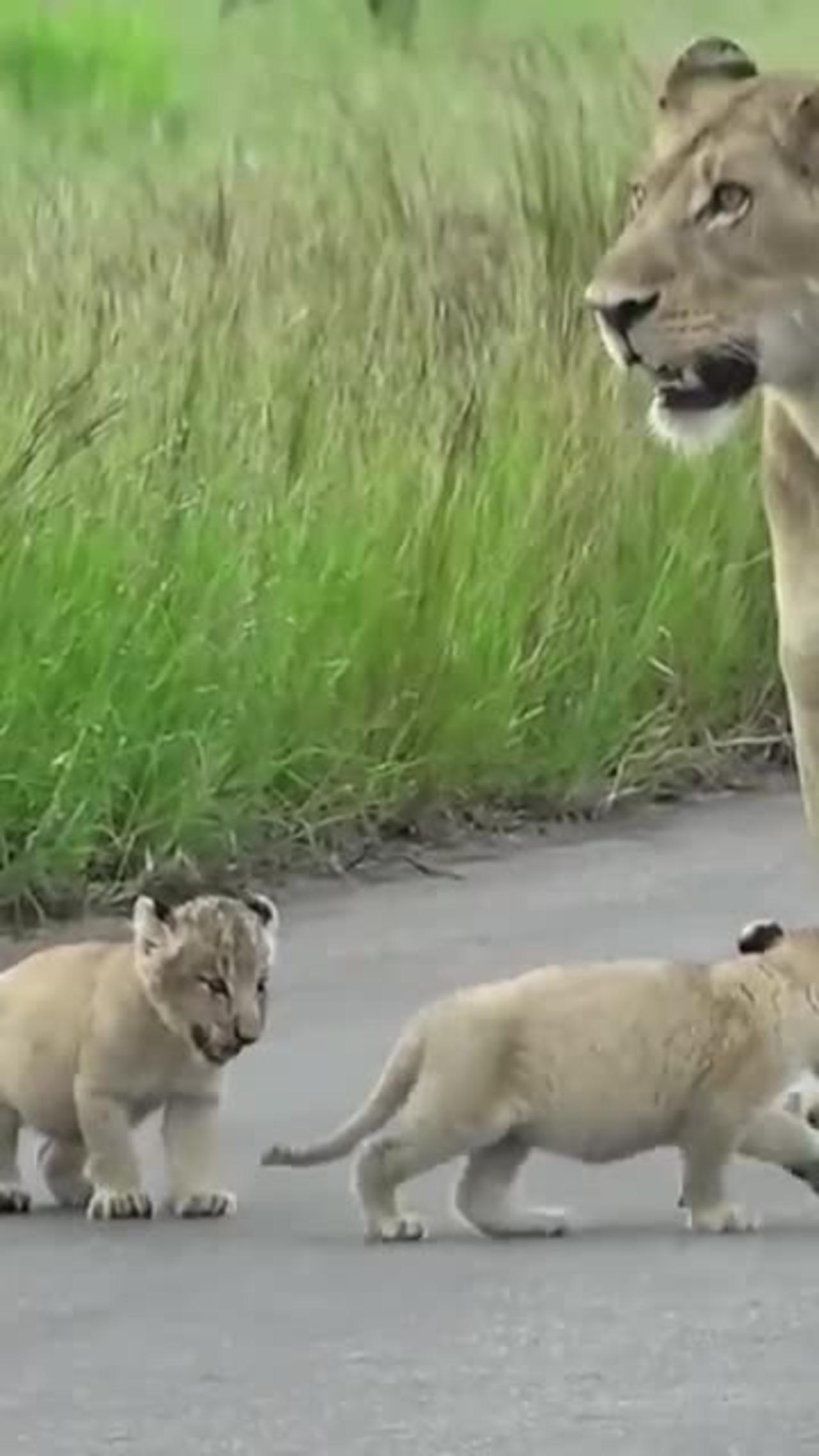 Tiny lion cubs - Trip with mom