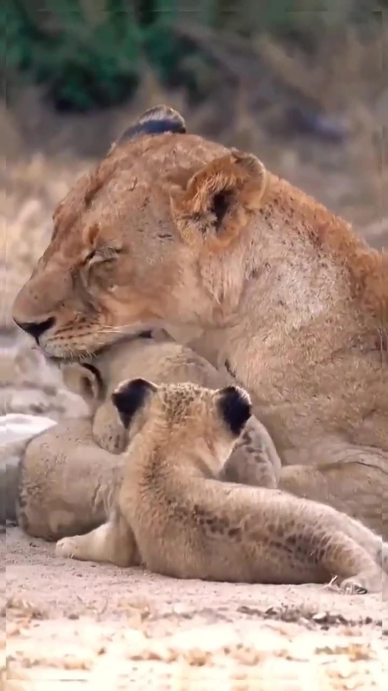 Parenting is Hard with Cute Lion Cubs🦁