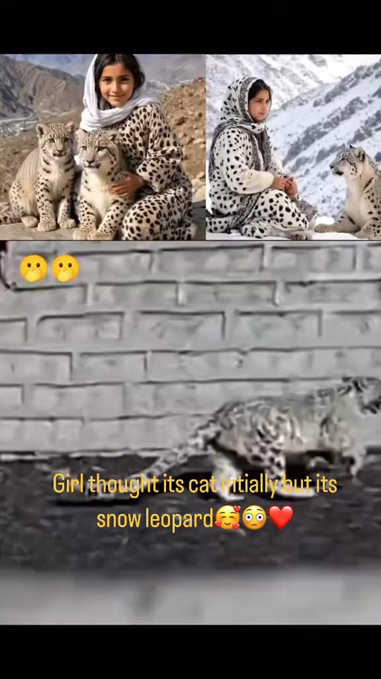 Girl thought its cat but it turn put to be snowy leopard