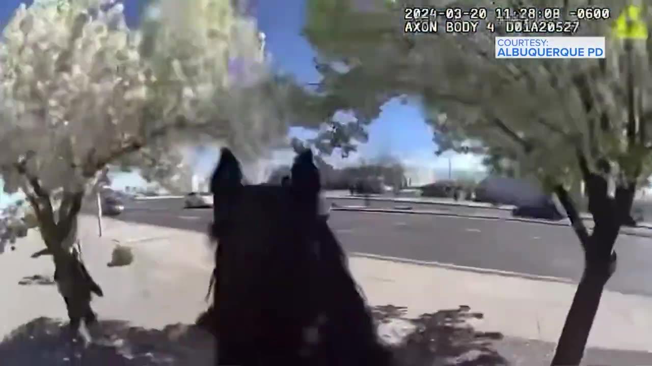 Horseback police chase down bandit
