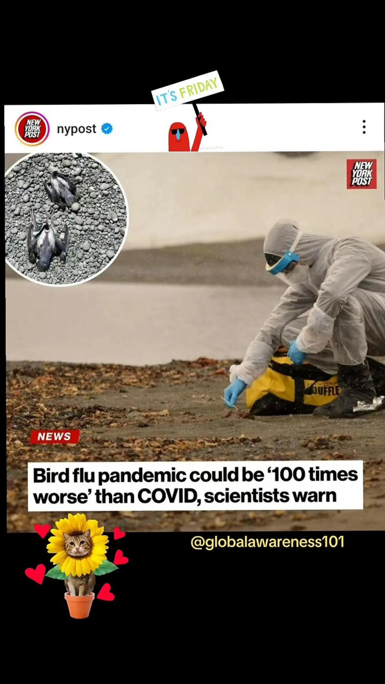 Bird Flu Pandemic Could Be 100 Times Worse Than Covid