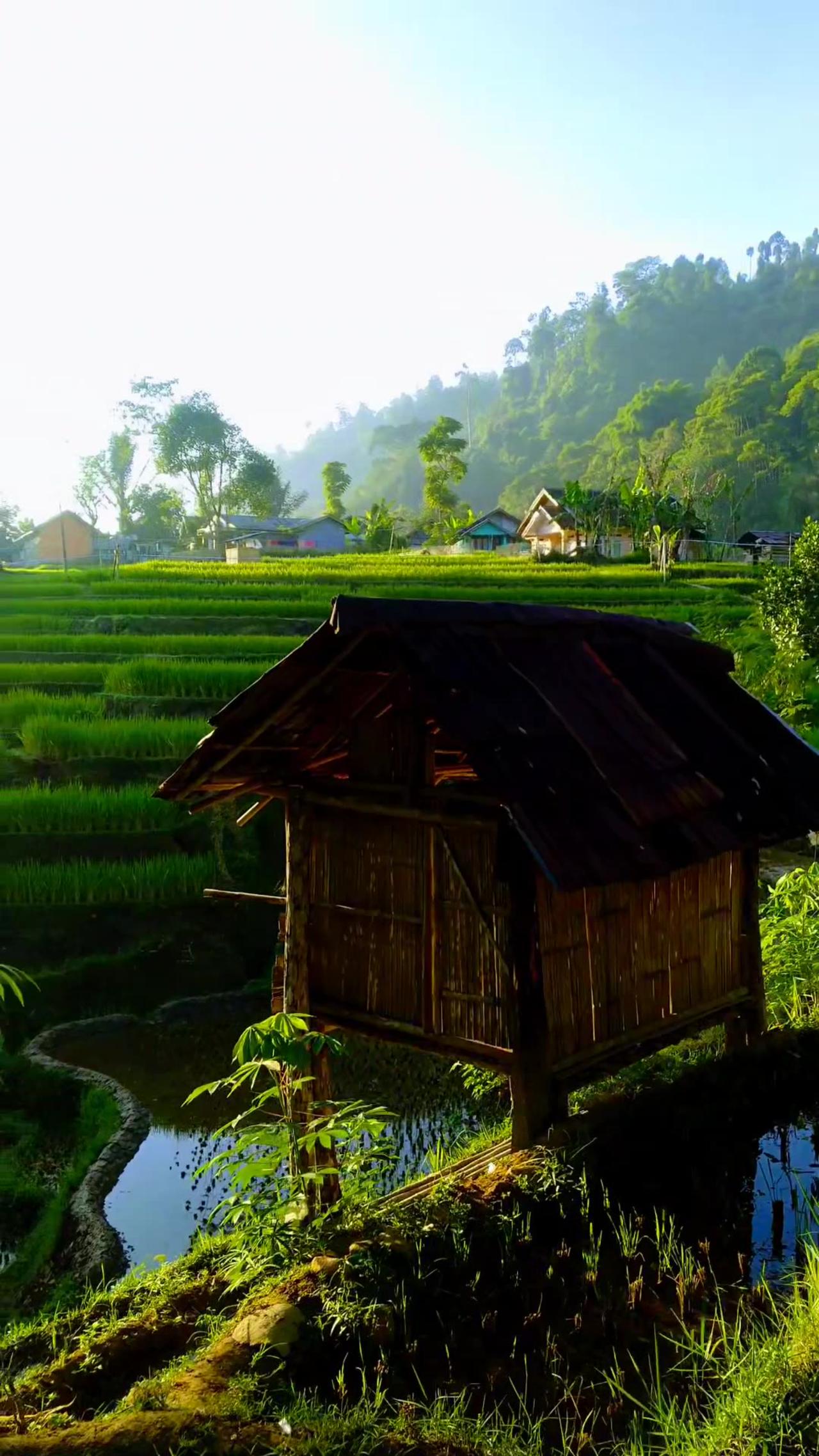 the view of the rice fields is very soothing