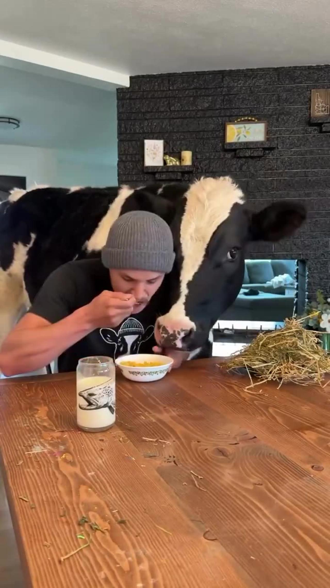 Cow As House Pet - One News Page VIDEO