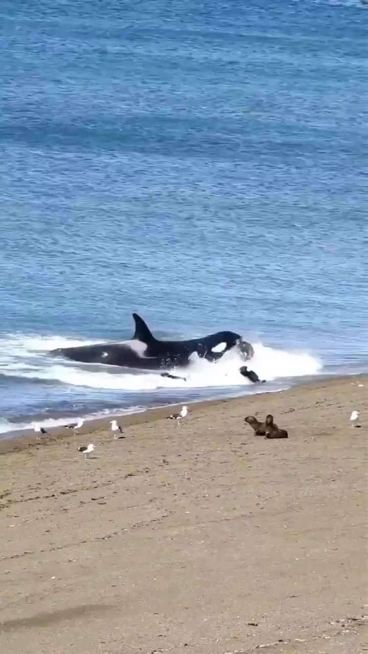 Seal Gets Rag Dolled By Killer Whale