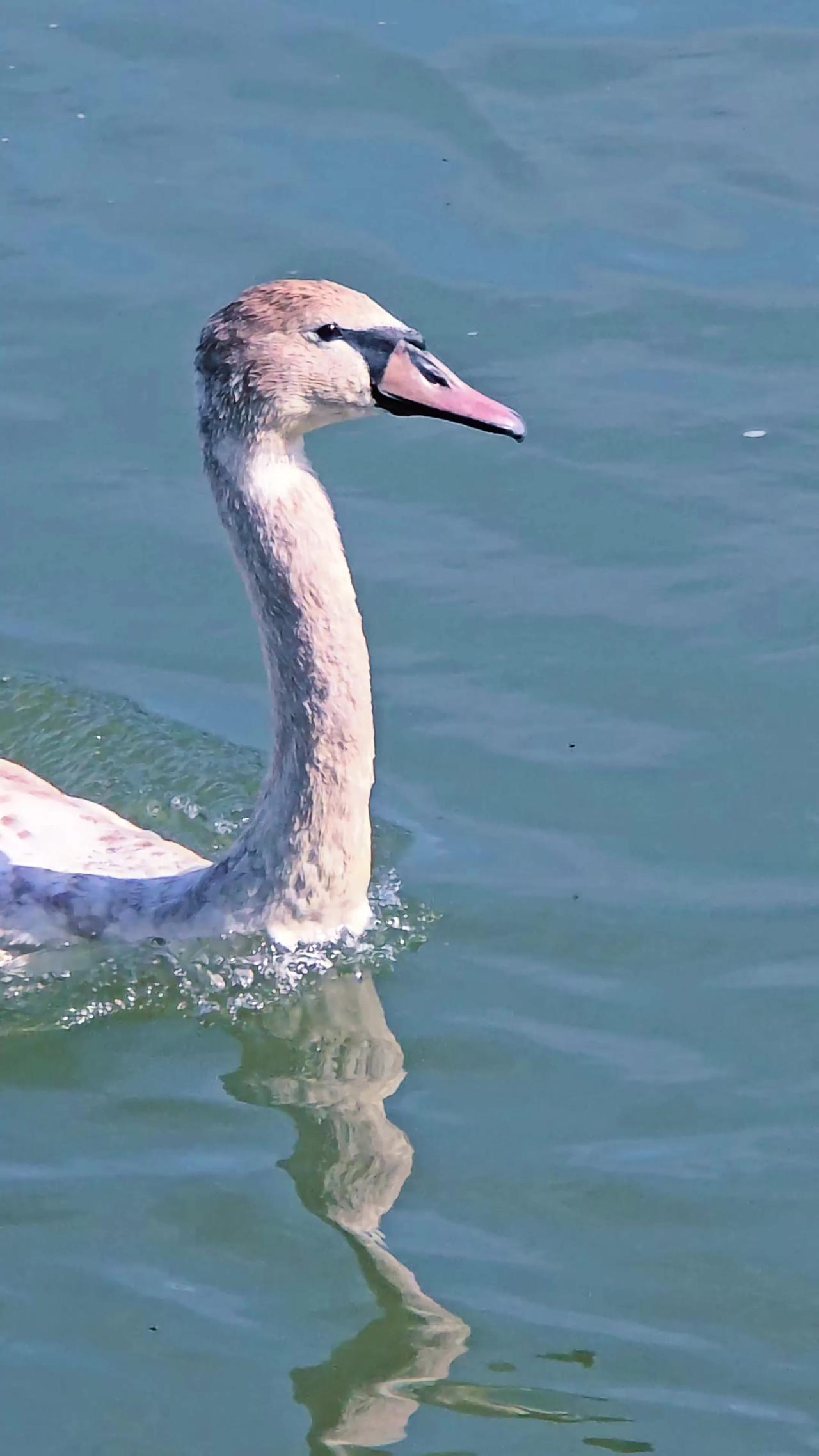 Young swan in the river / beautiful water bird in the water.