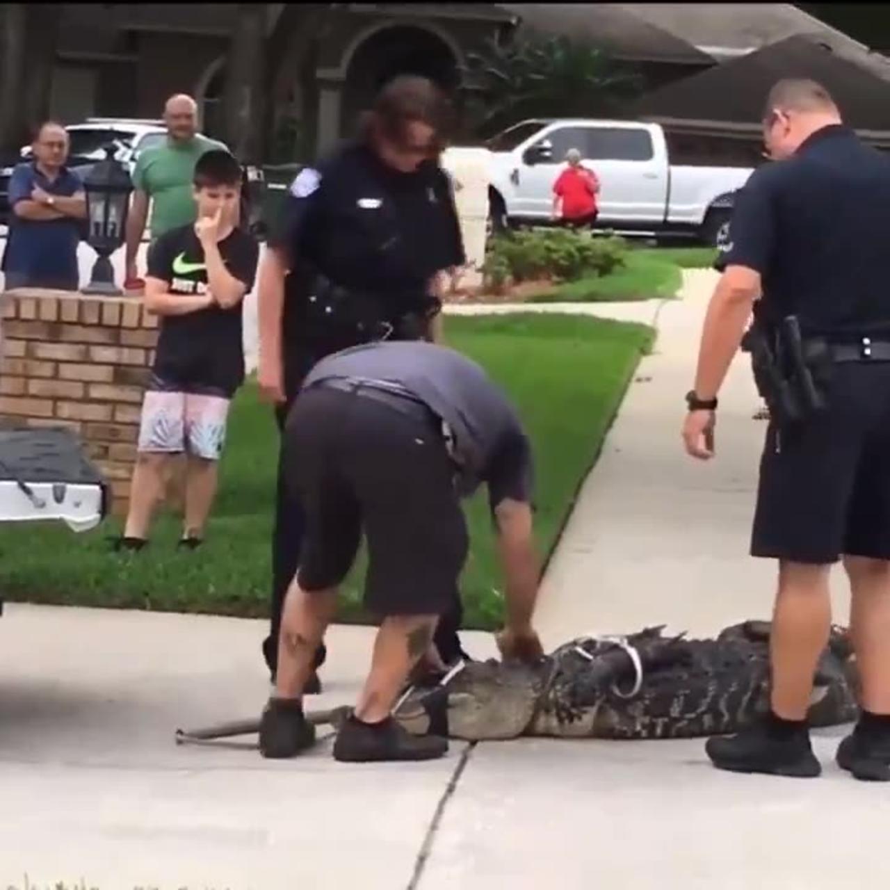 Restrained alligator knocks out man after being taunted
