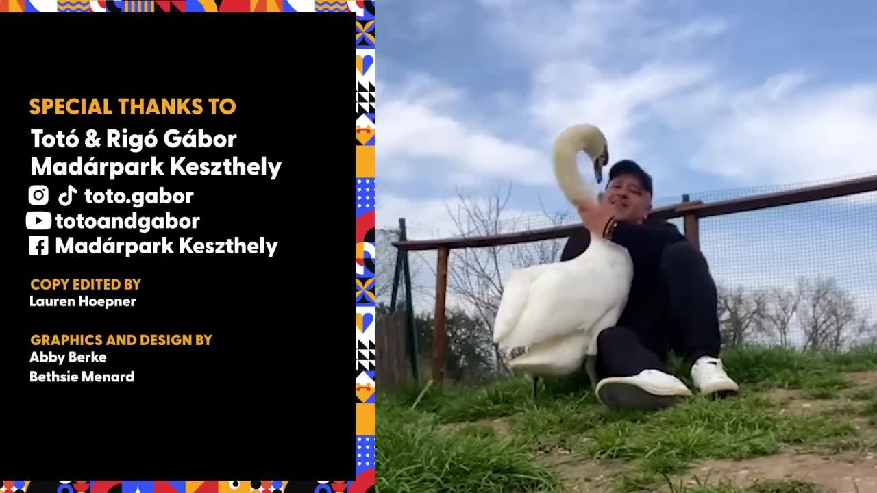 Guy Rescues An Egg And Becomes A Swan Dad For Life | The Dodo