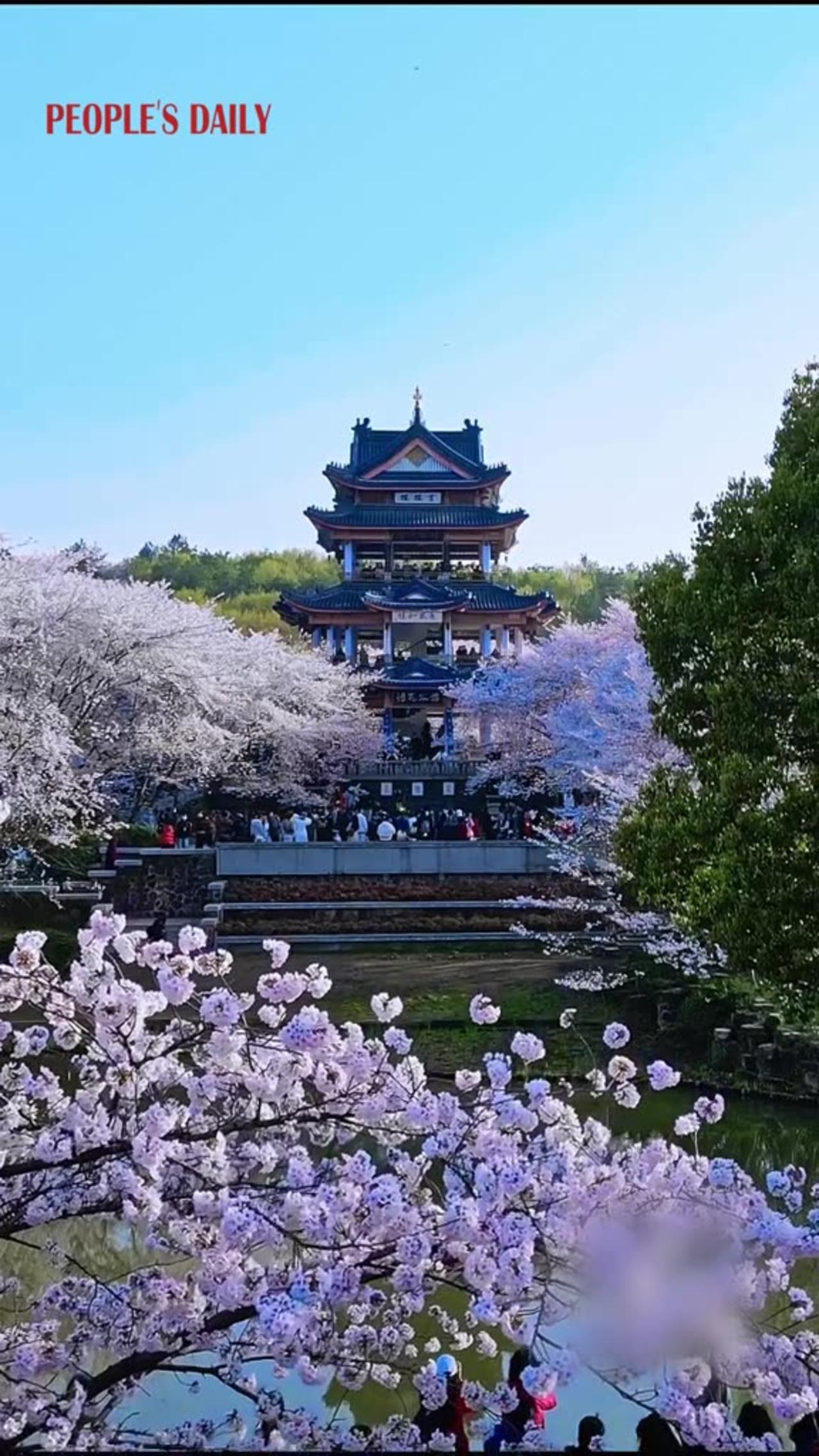 The Cherry blossom are in  full bloom in wuxi🌸🍒