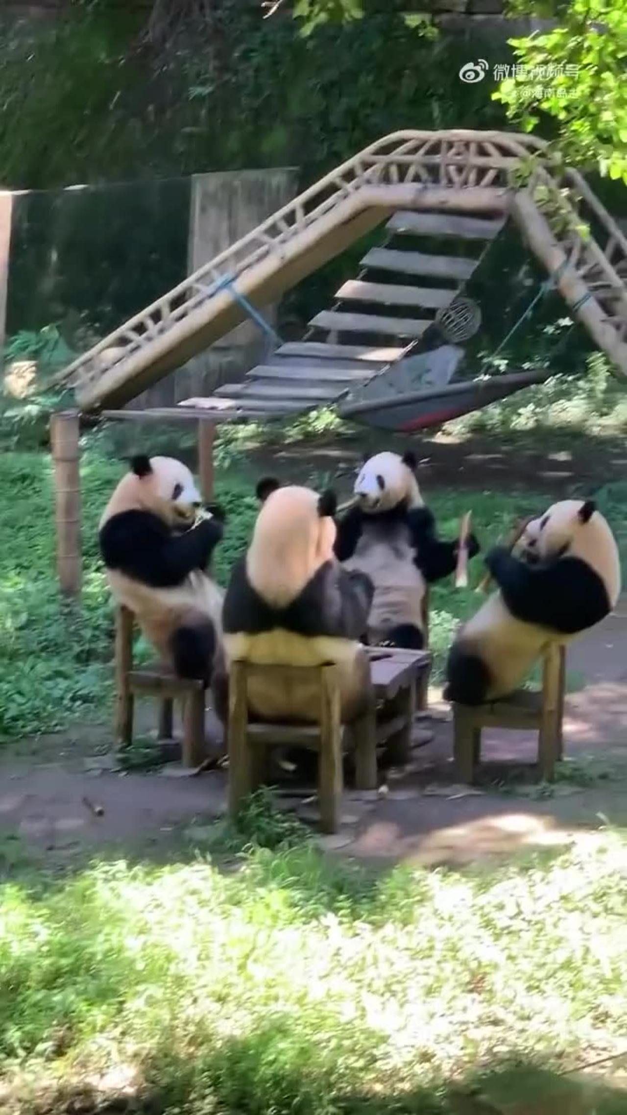 "Pandas' Dining Table Adventure: A Cute and Delightful Feast"