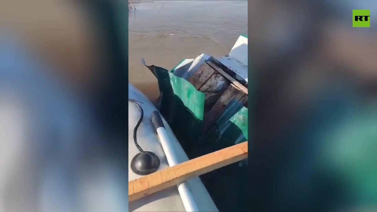 Men save cat from flooded house in Russian town