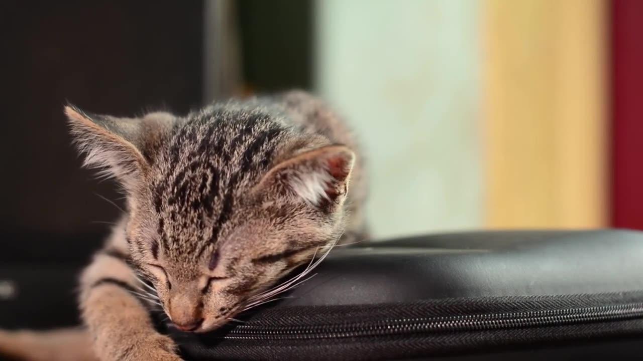 Cute cat video - cute cat funny videos animals - Viral Funny video