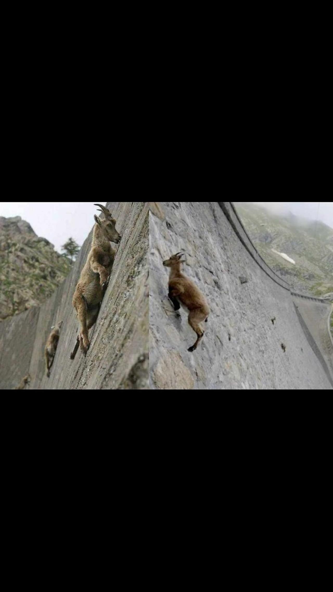 Mountain Goats Climb Dangerous Cliffs To Just Find Minerals!