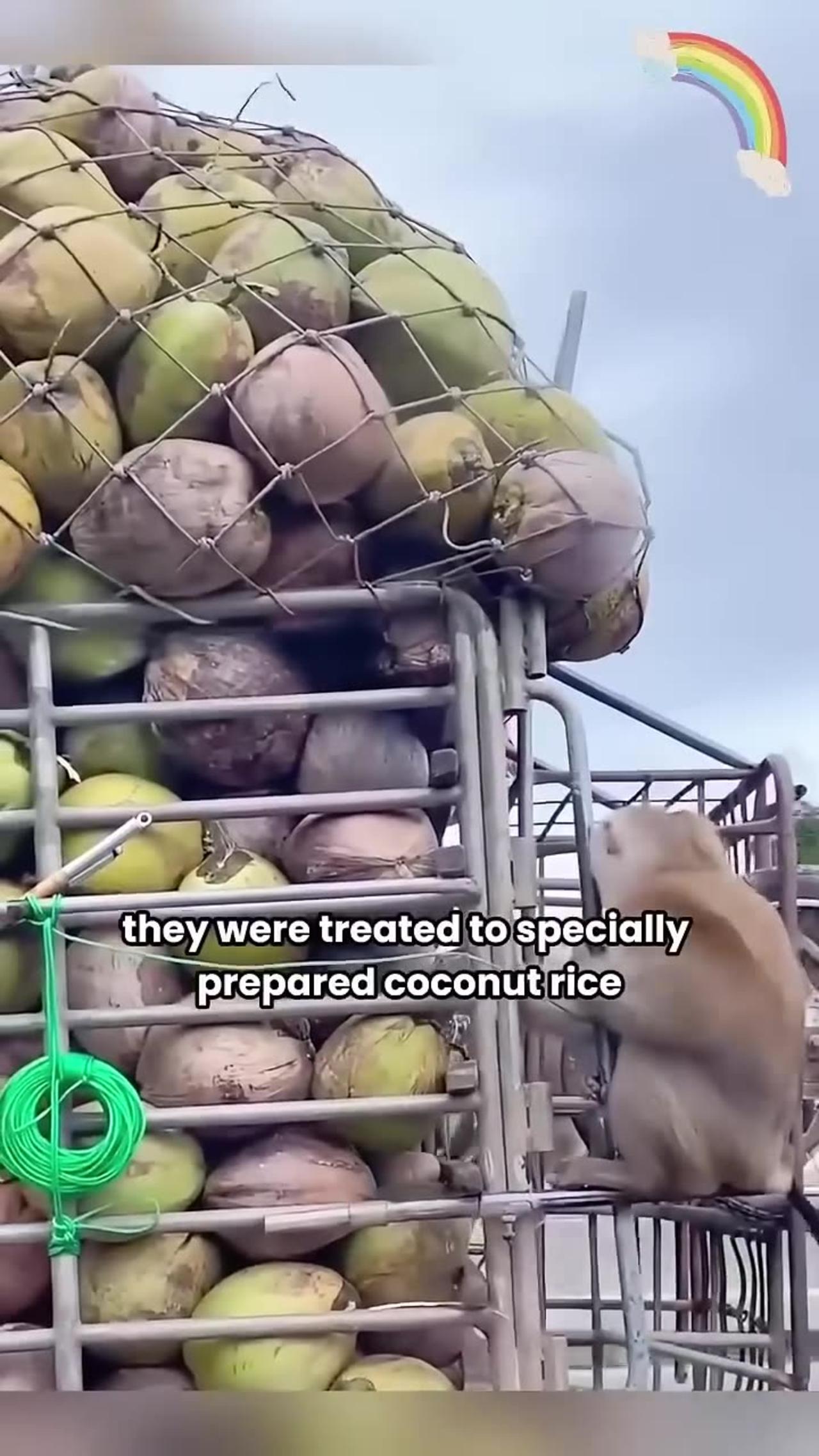 Thai Coconut Plantation Employs Monkeys, Ensures Sustenance