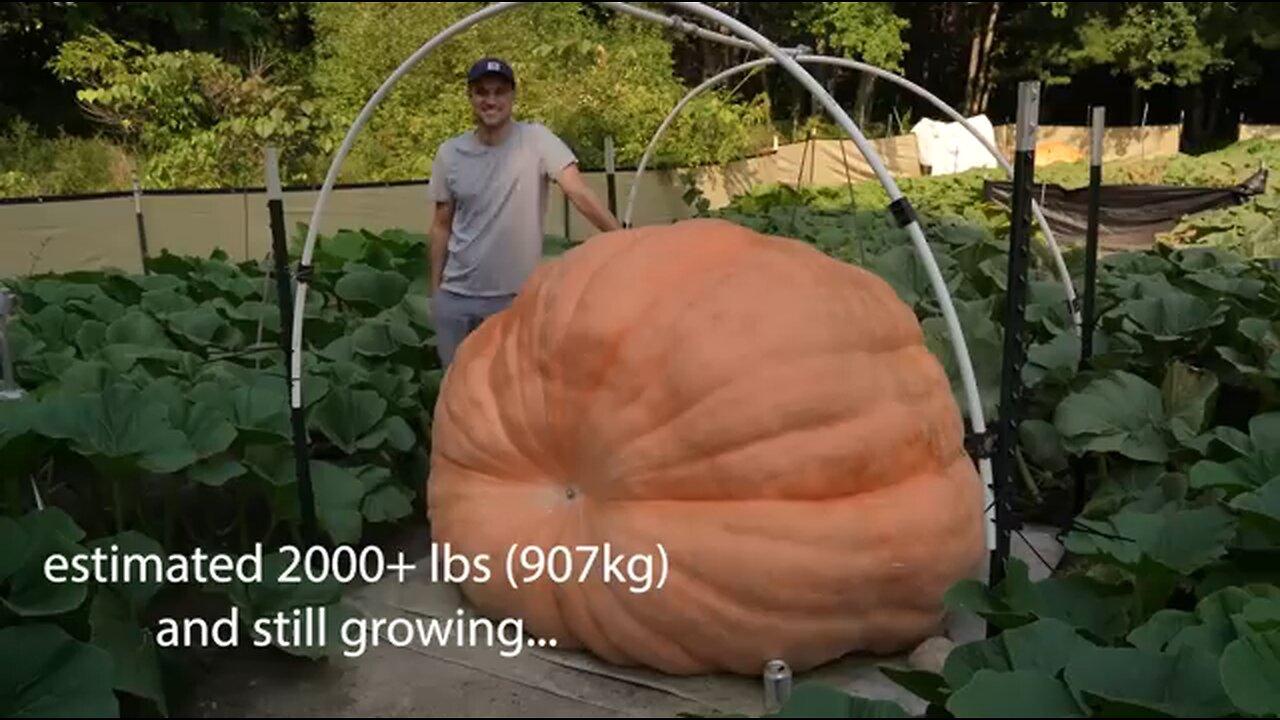 Giant pumpkin time Lapse