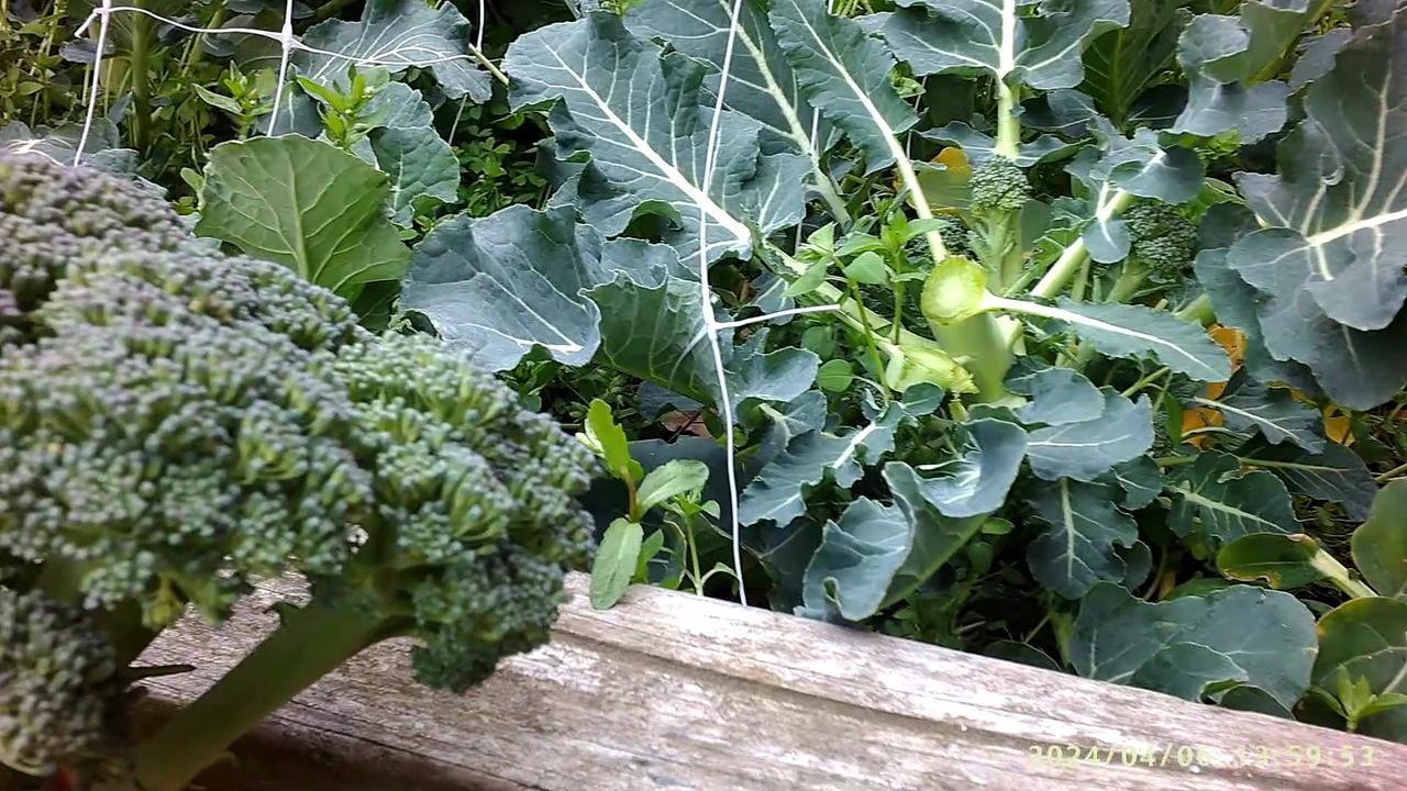 SZN:5 EP:10 04-06-2024 Over Winter Broccoli Harvesting