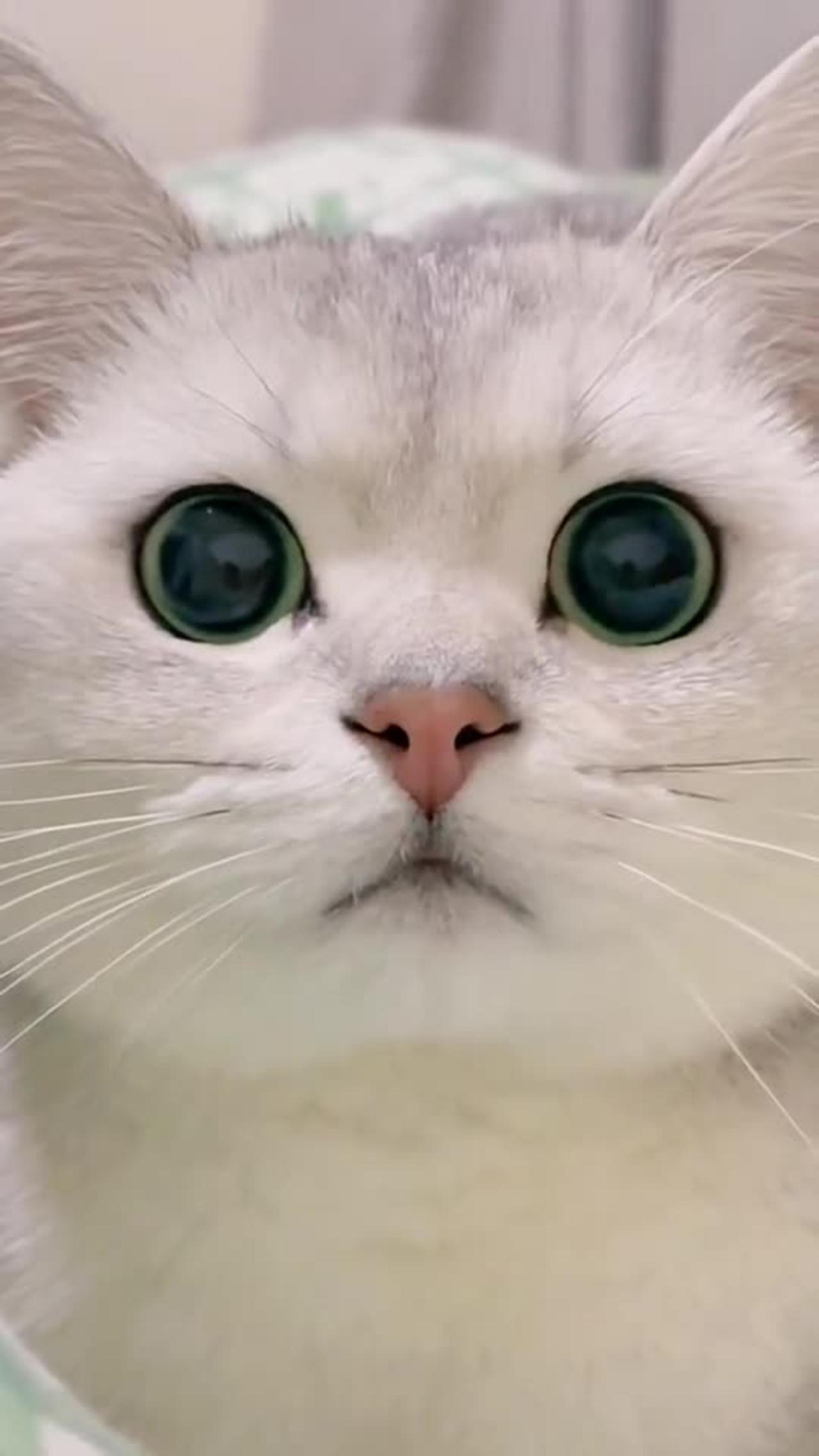 kitty-foryou-catsoftiktok-cute - One News Page VIDEO