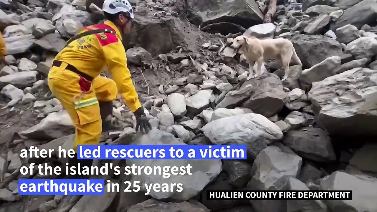 Taiwan rescue dogs win hearts in search for quake victims