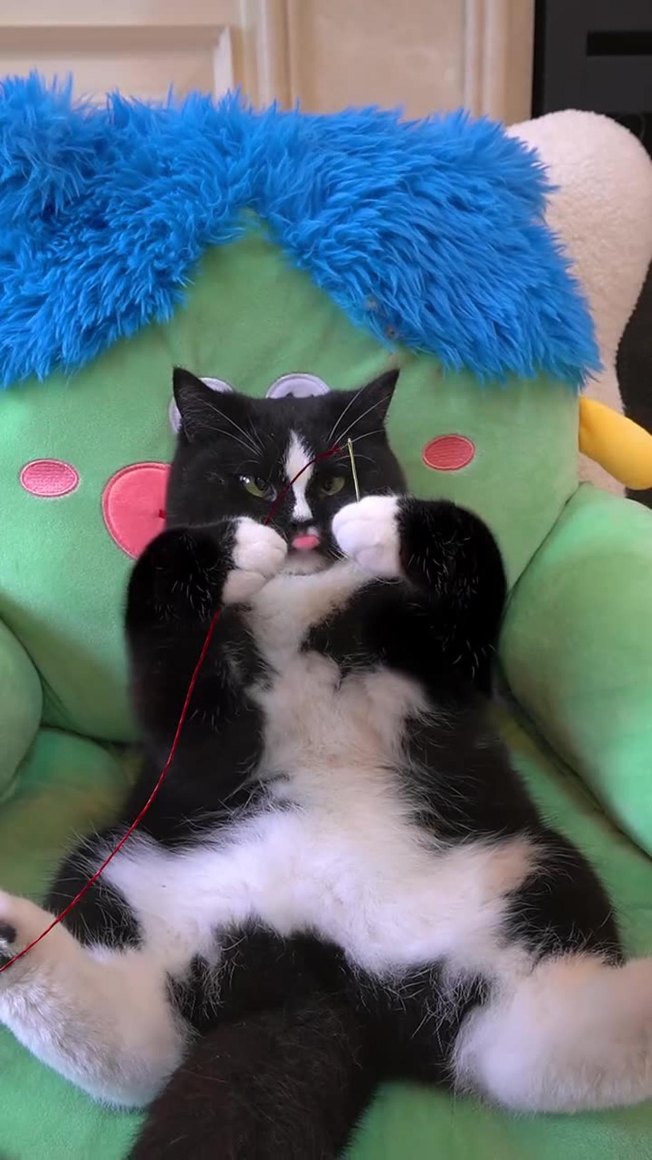 When Cats Get Creative. #cats #funnycatsvideos