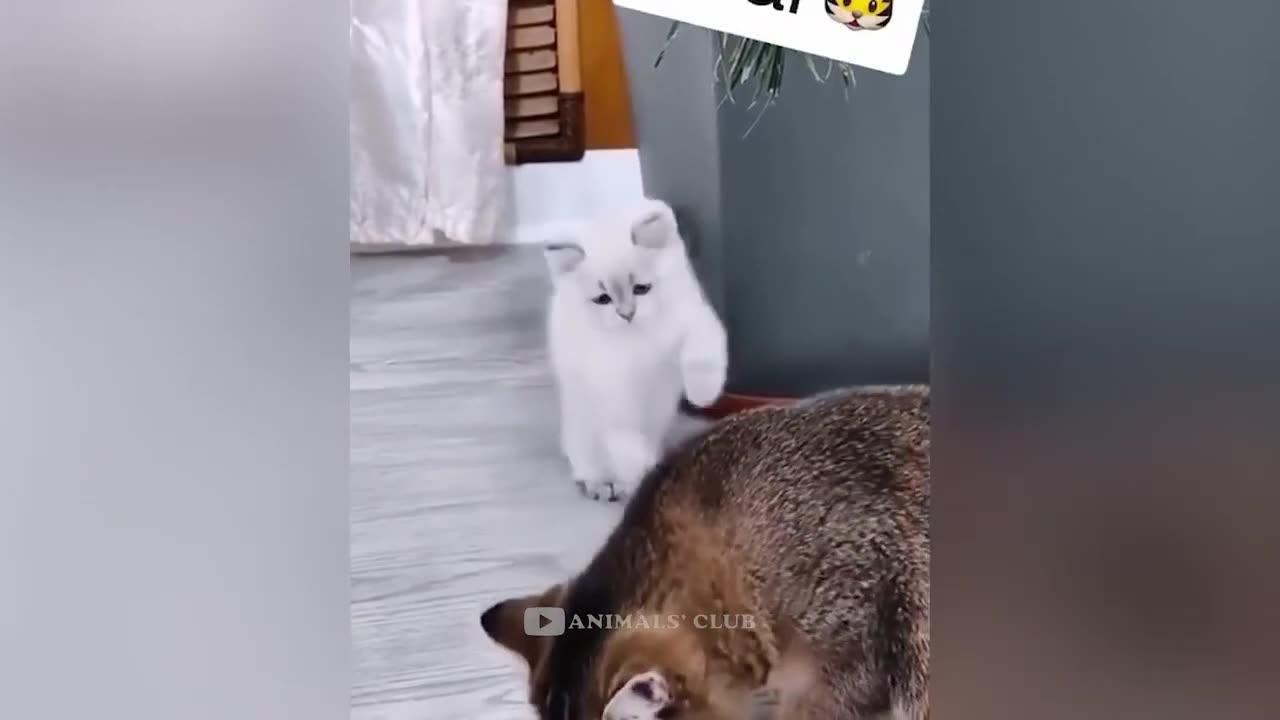 Funny animal cat video part-2