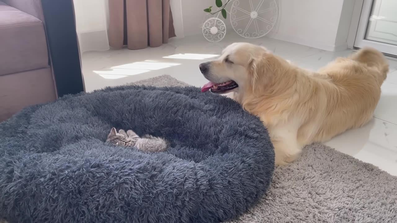 Golden Retriever Shocked by a Kitten occupying his bed!