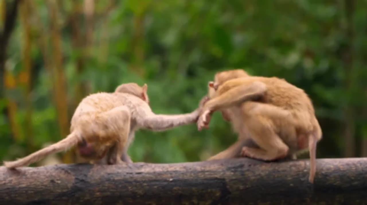 Monkeys funny video