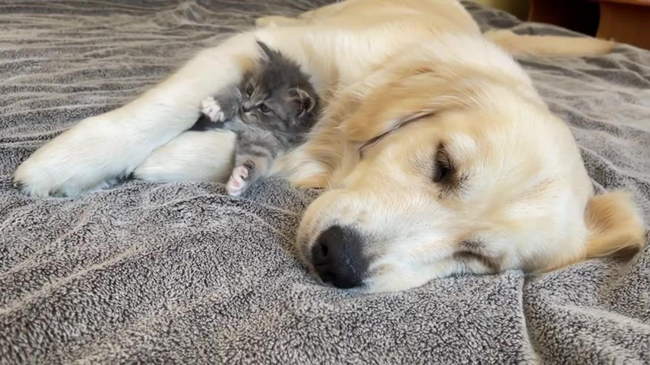How Golden Retriever and Tiny Kitten Became Best Friends Compilation
