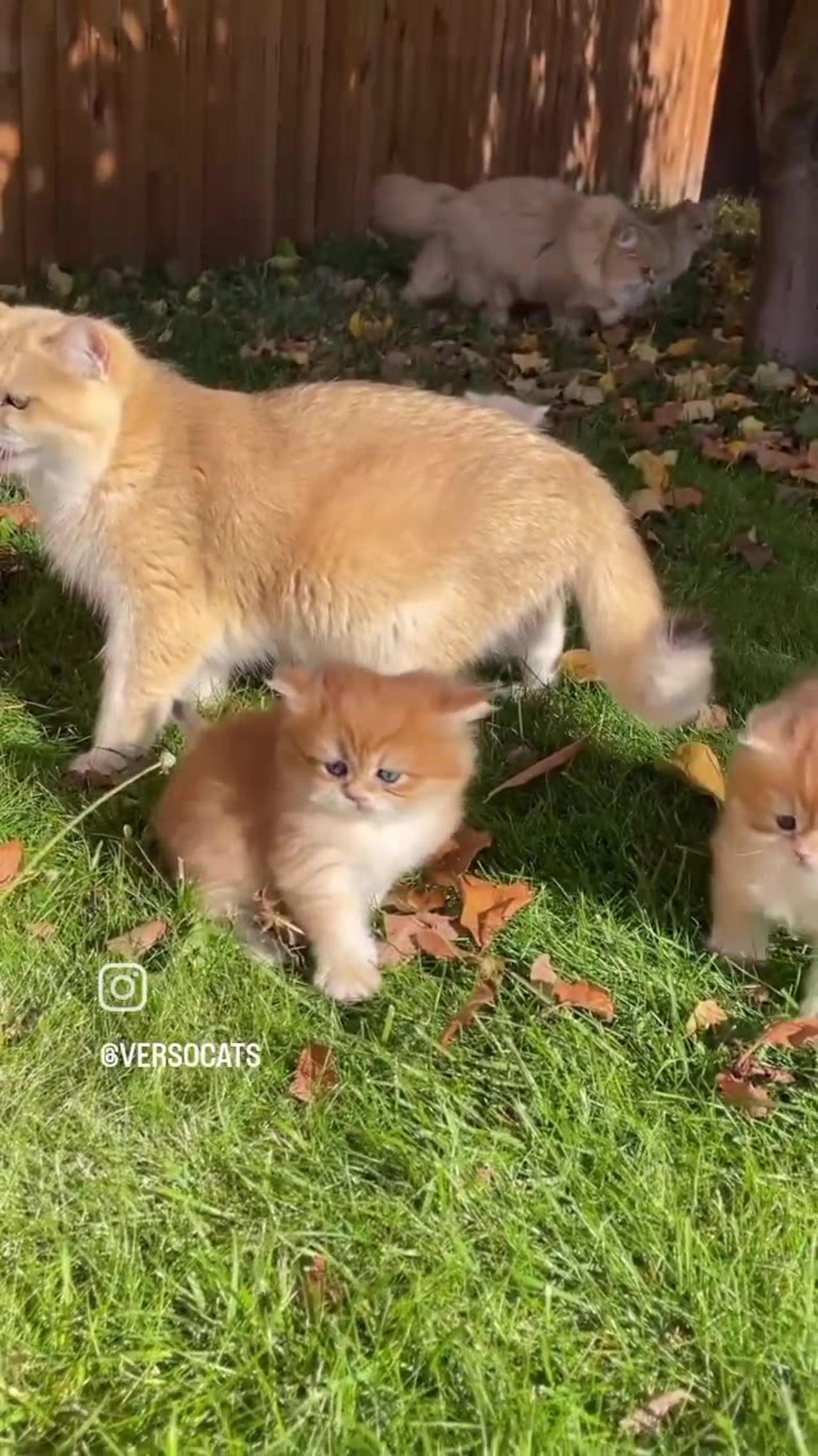 Cat cute cubs