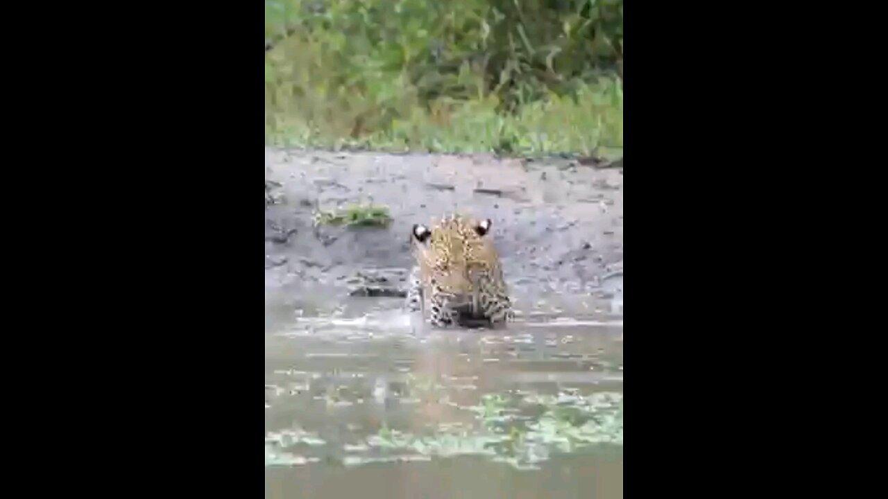 Leopard Takes A  Swim