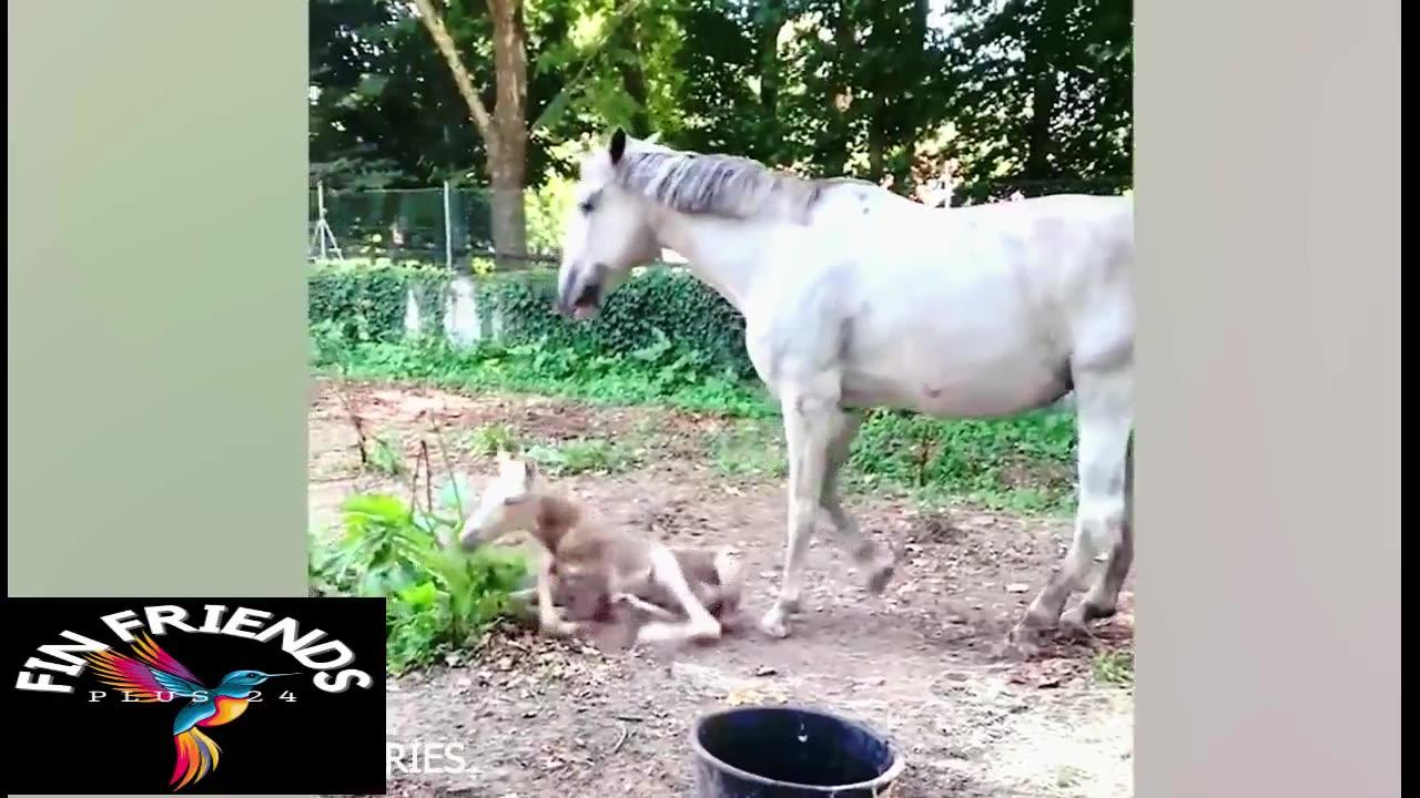 Funny Cats And Dogs Videos 😁 - BEST Funny Animal Videos 2024 🥰