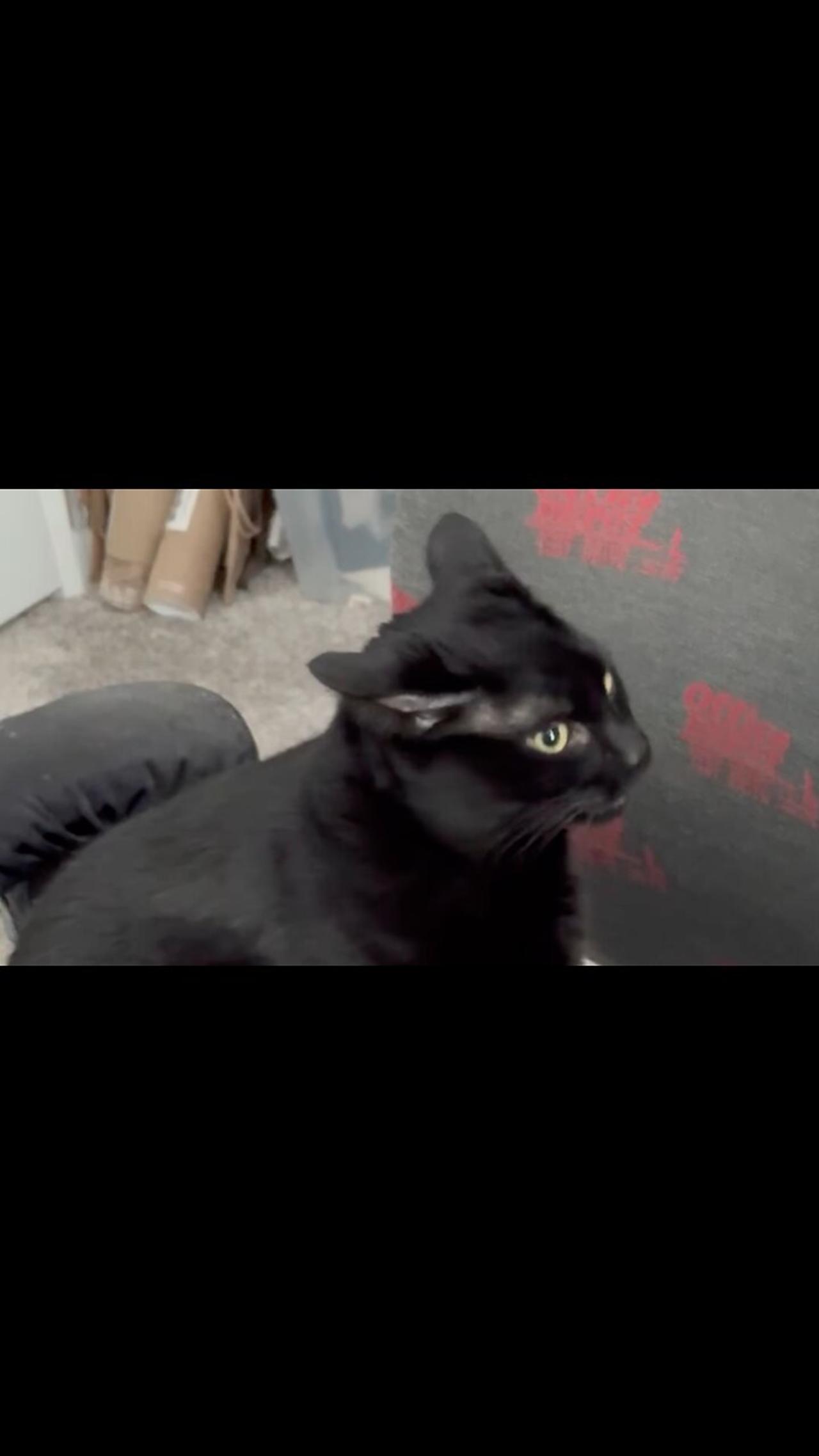 Adopting a Cat from a Shelter Vlog - Cute Precious Piper Inspects the Area Around Her Chair #shorts