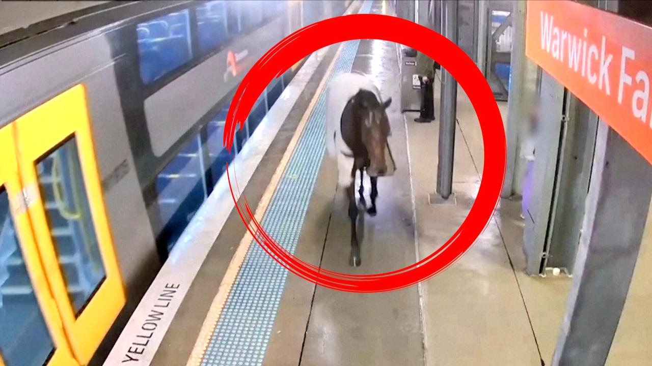 Must See! Escaped Horse Attempts to Catch a Train in Sydney, Australia