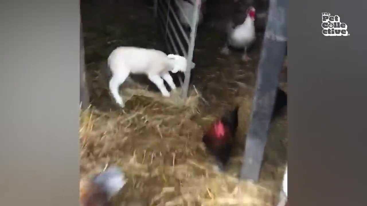 Funniest Farm Animal