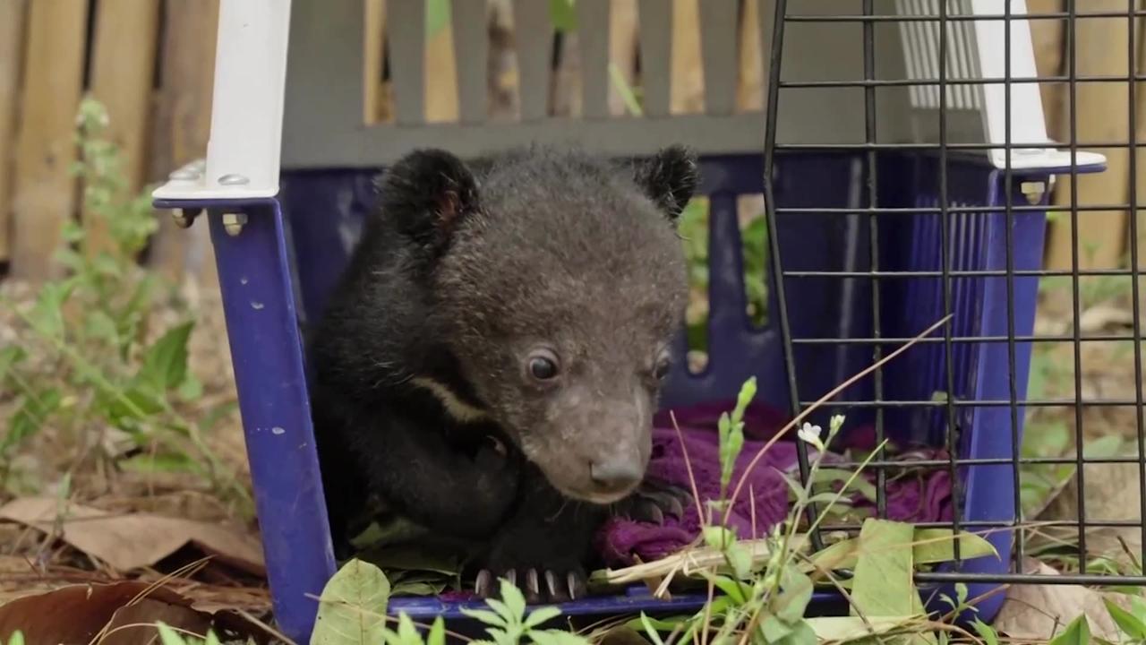 Moon bear cubs recover after historic rescue in Laos